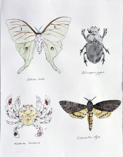 insect_studies_by_shhiminvisible_da1m4ht.webp